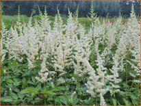 Astilbe &#39;Diamant&#39;