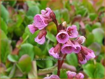 Bergenia &#39;Rotblum&#39;