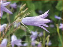 Campanula rapunculus