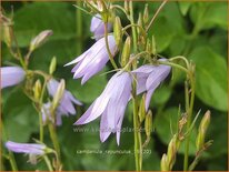 Campanula rapunculus