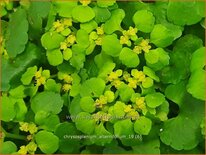 Chrysosplenium alternifolium