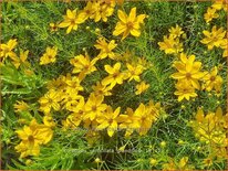 Coreopsis verticillata &#39;Grandiflora&#39;