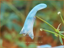 Corydalis &#39;Porcelain Blue&#39;