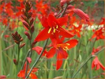 Crocosmia &#39;Twilight Fairy Crimson&#39;