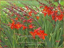 Crocosmia &#39;Twilight Fairy Crimson&#39;