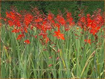 Crocosmia &#39;Twilight Fairy Crimson&#39;