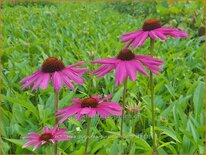 Echinacea purpurea &#39;Purple Emperor&#39;