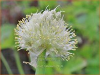 Allium fistulosum