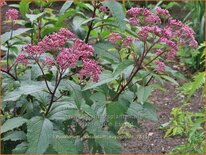 Eupatorium maculatum &#39;Augustrubin&#39;