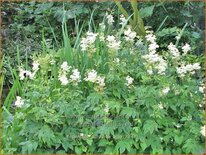 Filipendula purpurea &#39;Alba&#39;