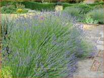 Lavandula intermedia &#39;Dutch&#39;