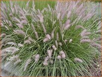 Pennisetum orientale