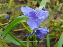 Tradescantia &#39;Mac&#39;s Double&#39;