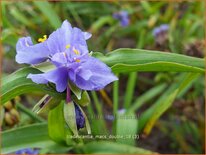 Tradescantia &#39;Mac&#39;s Double&#39;