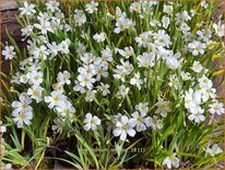 Sisyrinchium &#39;Iceberg&#39;