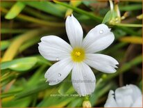 Sisyrinchium &#39;Iceberg&#39;