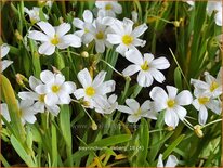 Sisyrinchium &#39;Iceberg&#39;