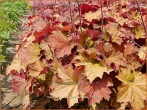 Heuchera &#39;Rex Dark Amber&#39;