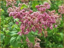 Eupatorium cannabinum &#39;Plenum&#39;