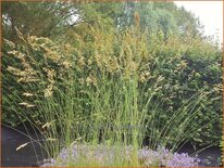 Festuca glauca &#39;Hoggar&#39;