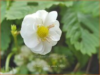 Fragaria vesca &#39;Plena&#39;