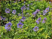 Geranium &#39;Blue Sunrise&#39;