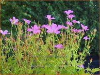 Geranium oxonianum &#39;Rosenlicht&#39;