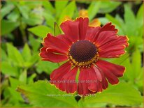 Helenium &#39;Potter&#39;s Wheel&#39;