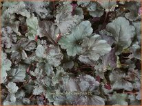 Heuchera &#39;Black Pearl&#39;