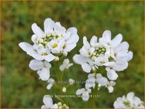 Iberis sempervirens &#39;Nevina&#39;