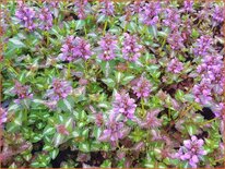 Lamium maculatum &#39;Roseum&#39;