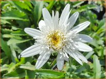 Leucanthemum &#39;Stina&#39;