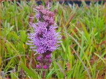 Liatris spicata &#39;Floristan Violett&#39;