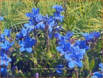 Lithodora diffusa &#39;Heavenly Blue&#39;