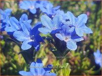 Lithodora diffusa &#39;Heavenly Blue&#39;