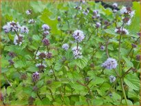 Mentha piperita &#39;Eau de Cologne&#39;