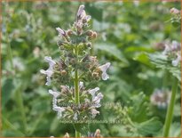 Nepeta cataria citriodora