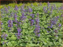 Nepeta faassenii &#39;Hill Grounds&#39;