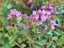 Origanum laevigatum &#39;Hopleys&#39;