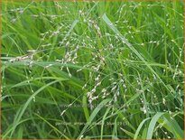 Panicum amarum &#39;Dewey Blue&#39;