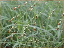 Panicum virgatum &#39;Prairie Sky&#39;