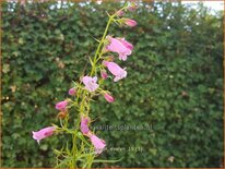 Penstemon &#39;Evelyn&#39;