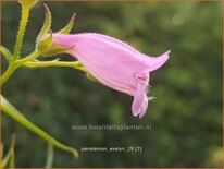 Penstemon &#39;Evelyn&#39;