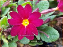 Primula &#39;David Valentine&#39;