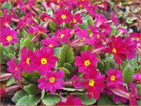 Primula &#39;David Valentine&#39;