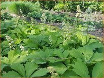 Rodgersia podophylla