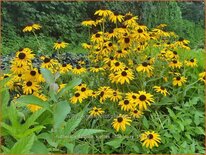 Rudbeckia fulgida &#39;Viette&#39;s Little Suzy&#39;