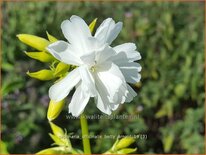 Saponaria officinalis &#39;Betty Arnold&#39;