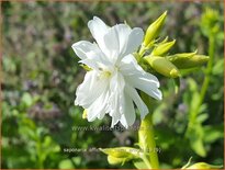 Saponaria officinalis &#39;Betty Arnold&#39;