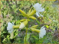 Saponaria officinalis &#39;Betty Arnold&#39;